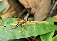 Echthromorpha agrestoria