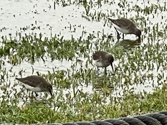 Calidris canutus