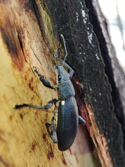 Brachyderes lusitanicus