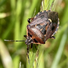 Cermatulus nasalis