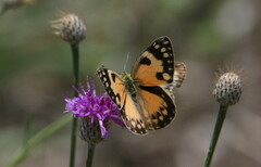 Colotis