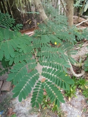 Caesalpinia