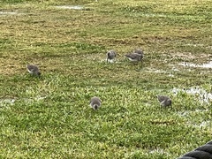 Calidris canutus