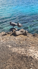 Leucophaeus fuliginosus