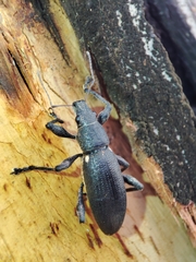 Brachyderes lusitanicus