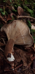 Lactarius costaricensis