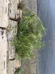 Cyperus alternifolius