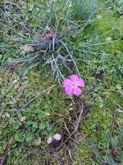 Dianthus