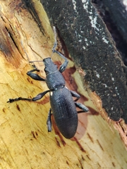 Brachyderes lusitanicus