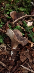 Lactarius costaricensis