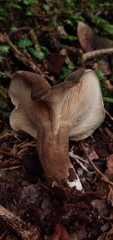 Lactarius costaricensis