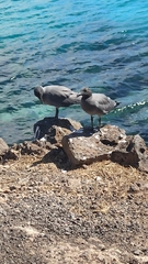 Leucophaeus fuliginosus