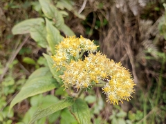 Helichrysum
