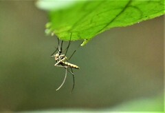 Armigeres subalbatus