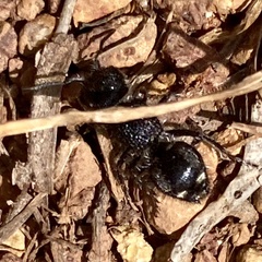 Ephutomorpha macracantha