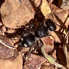 Ephutomorpha macracantha