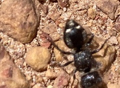 Ephutomorpha macracantha