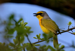 Telophorus sulfureopectus