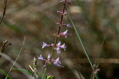 Syncolostemon