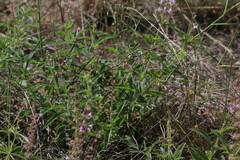 Syncolostemon