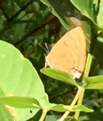 Rapala pheretima sequeira