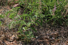 Syncolostemon