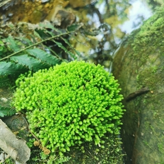 Dichodontium pellucidum