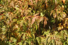 Acer ginnala