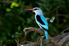 Halcyon senegalensis