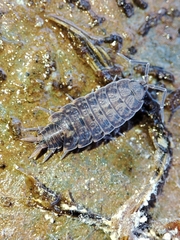 Porcellionides cingendus