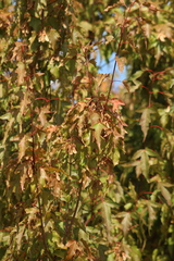 Acer ginnala