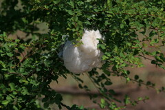 Chiromantis xerampelina