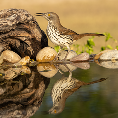 Toxostoma longirostre