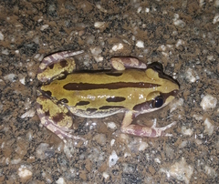 Kassina senegalensis