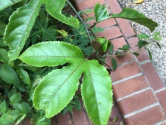 Passiflora edulis flavicarpa