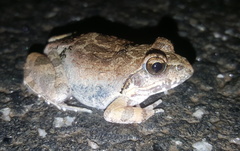 Tomopterna natalensis