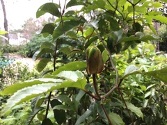 Passiflora edulis flavicarpa