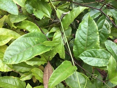 Passiflora edulis flavicarpa
