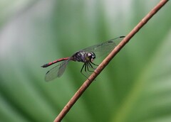 Agrionoptera insignis