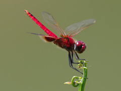 Urothemis assignata