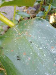 Dolichoderus thoracicus