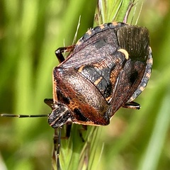 Cermatulus nasalis