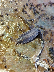 Porcellionides cingendus