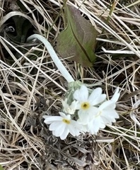 Primula magellanica