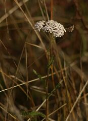 Achillea millefolium