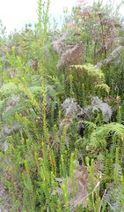Penaea cneorum gigantea