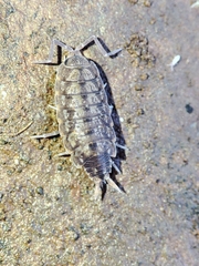 Porcellionides cingendus