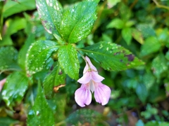Impatiens uniflora