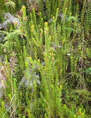 Penaea cneorum gigantea