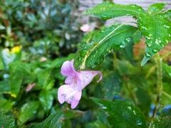 Impatiens uniflora